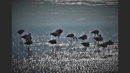 Flamingo