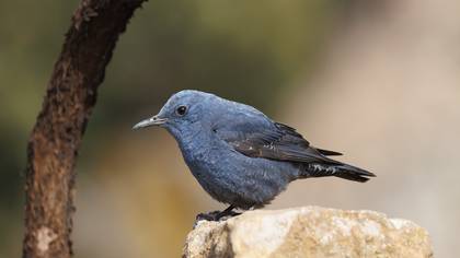 Gökardıç