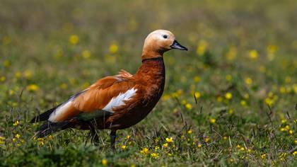 Angıt