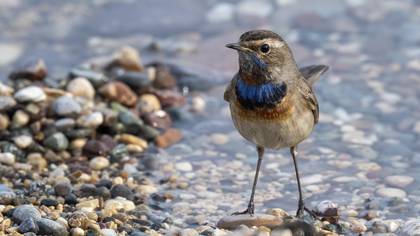 Mavigerdan » Bluethroat » Luscinia svecica