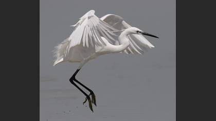 Küçük ak balıkçıl