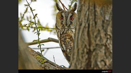 Kulaklı orman baykuşu