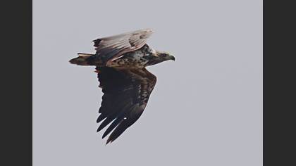 Akkuyruklu kartal