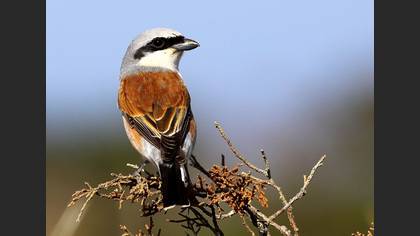 Kızılsırtlı örümcekkuşu