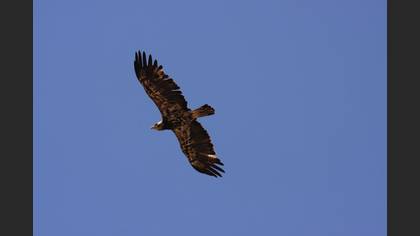 Şah kartal
