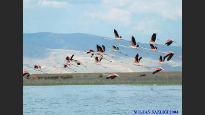 Flamingo