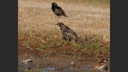 Sığırcık