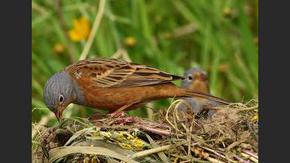 Kızıl kirazkuşu
