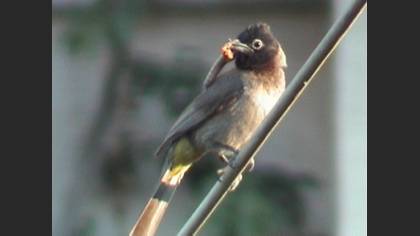 Arapbülbülü
