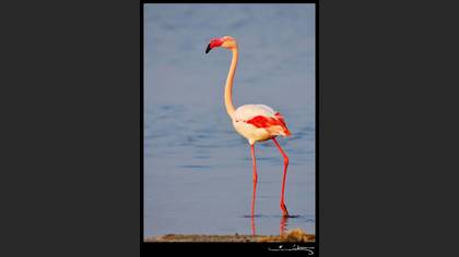 Flamingo