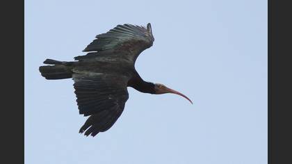 Kelaynak
