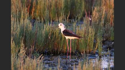 Uzunbacak