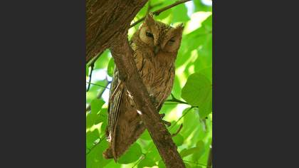 Çizgili ishakkuşu