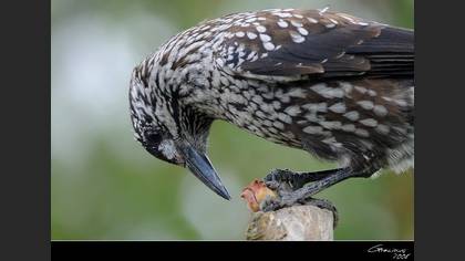Göknar kargası