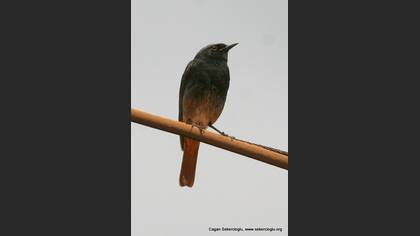 Kara kızılkuyruk