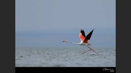Flamingo