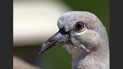 Kumru