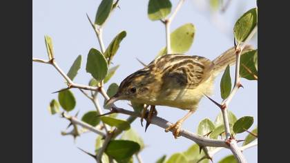 Yelpazekuyruk