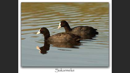 Sakarmeke