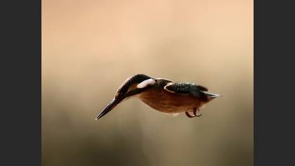 Yalıçapkını