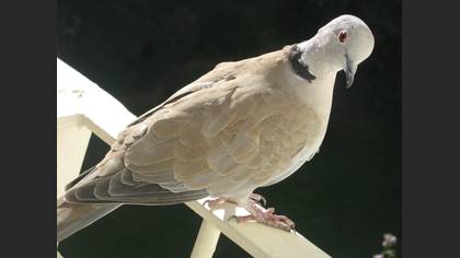 Kumru