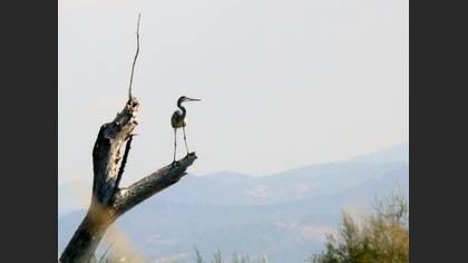 Gri balıkçıl