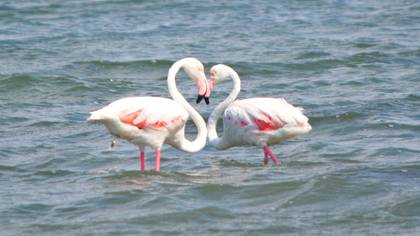 Flamingo