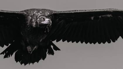 Kara akbaba