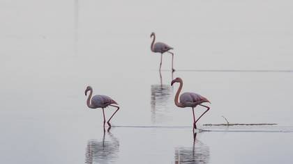 Flamingo