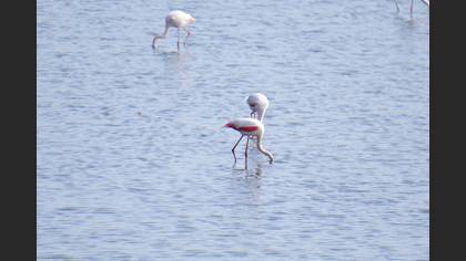 Flamingo