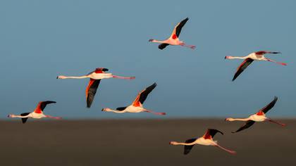 Küçük flamingo