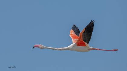 Flamingo