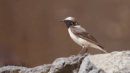 Karakulaklı kuyrukkakan