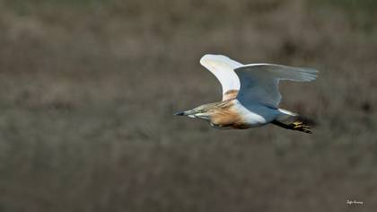 Alaca balıkçıl