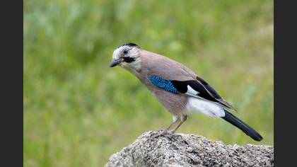 Alakarga