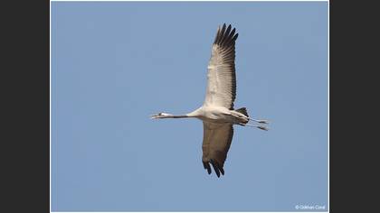 Turna