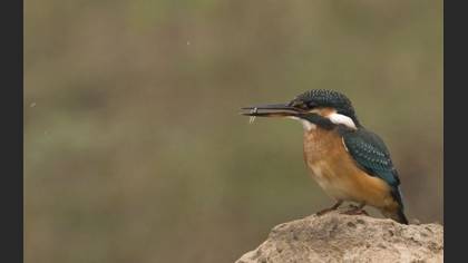 Yalıçapkını