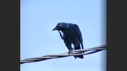 Küçük karga