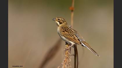 Bataklık Kirazkuşu
