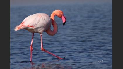Flamingo