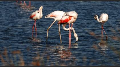 Flamingo