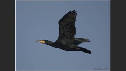 Karabatak