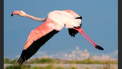 Flamingo