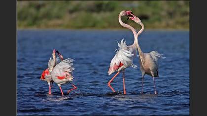 Flamingo