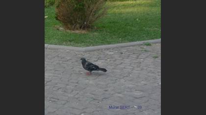 Gökçe güvercin