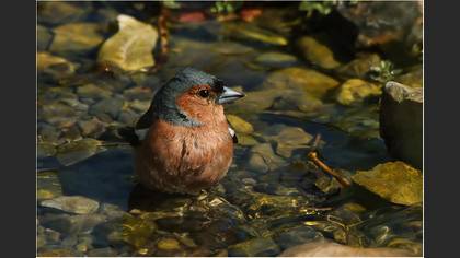 İspinoz