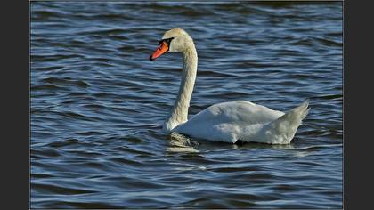 Kuğu