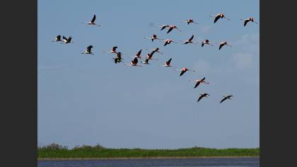 Flamingo