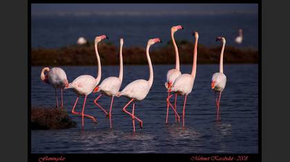 Flamingo