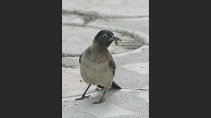 Arapbülbülü